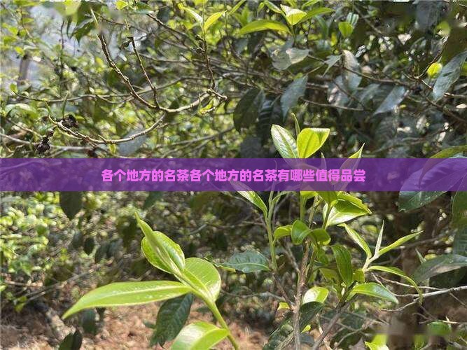 各个地方的名茶