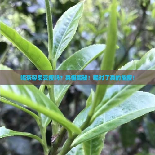喝茶容易变瘦吗