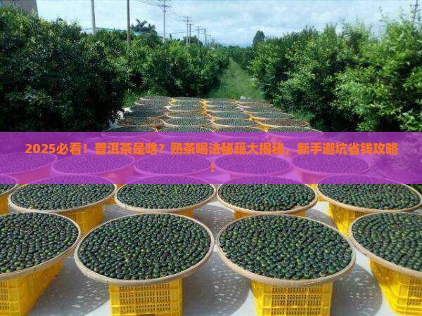 普洱茶是哪种茶普洱熟茶怎么喝
