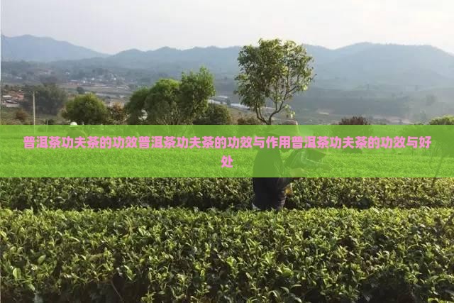 普洱茶功夫茶的功效