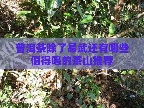 普洱茶除了易武