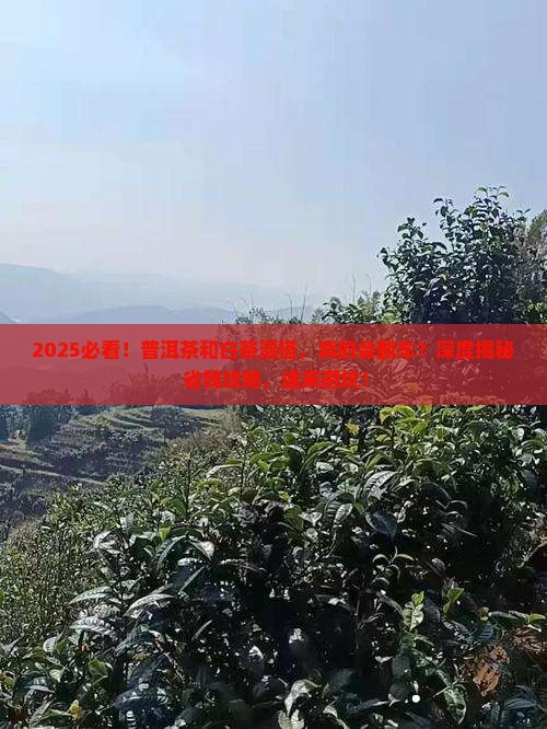 普洱茶对白茶有什么危害