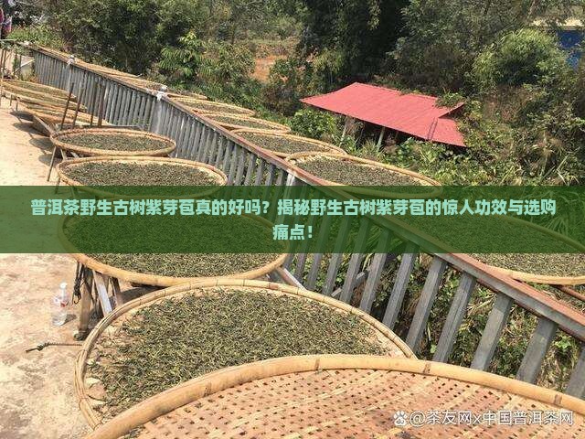 普洱茶野生古树紫芽苞是什么