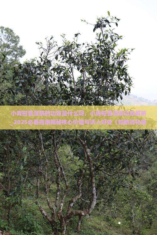 小青柑普洱茶的功效是什么呀