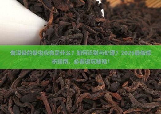 普洱茶的茶虫是怎样的一种