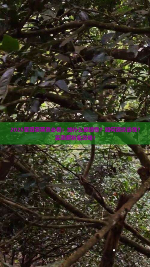 普洱茶蒸煮加什么