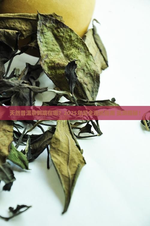 寻找天然普洱茶