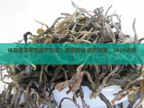冰岛普洱茶是什么茶区