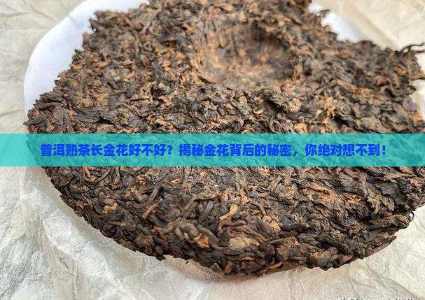 普洱熟茶长金花好不好