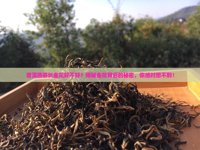 普洱熟茶长金花好不好