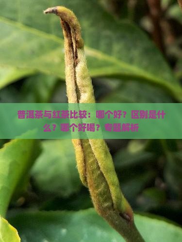 普洱茶与红茶比较