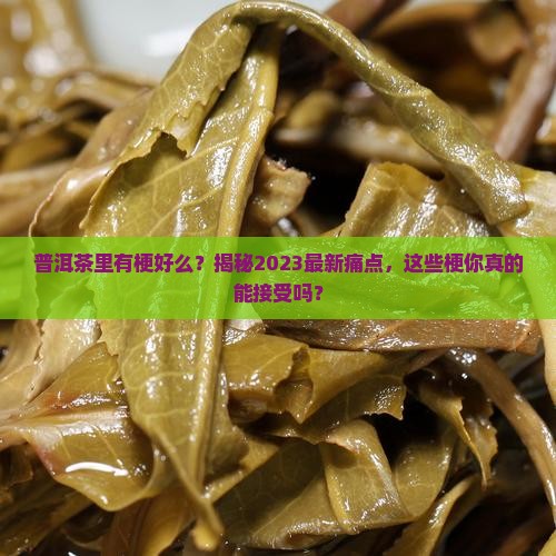 普洱茶里有梗好么