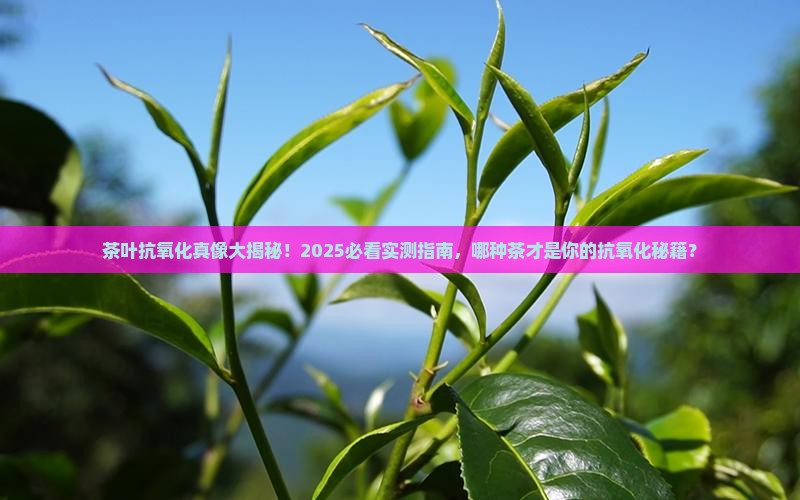 茶叶中具有较强抗氧化功能的是