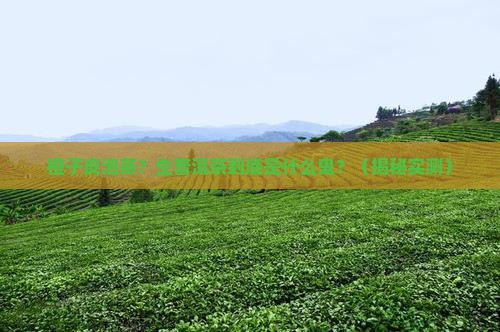 橙子皮泡茶什么是生普洱茶