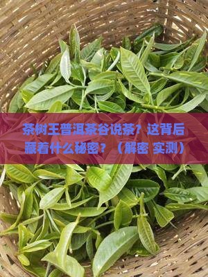 茶树王普洱茶谷说茶
