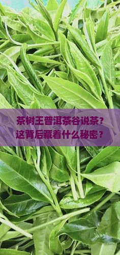 茶树王普洱茶谷说茶