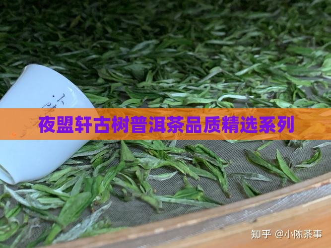 夜盟轩古树普洱茶