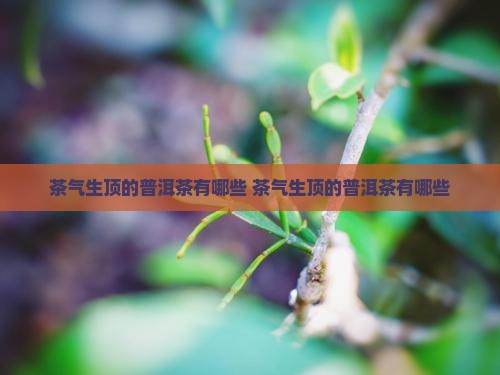 茶气生顶的普洱茶有哪些