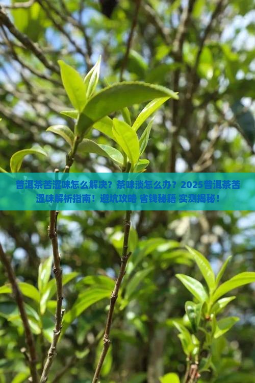 普洱茶苦涩味的茶味淡 普洱茶苦涩味的茶味淡