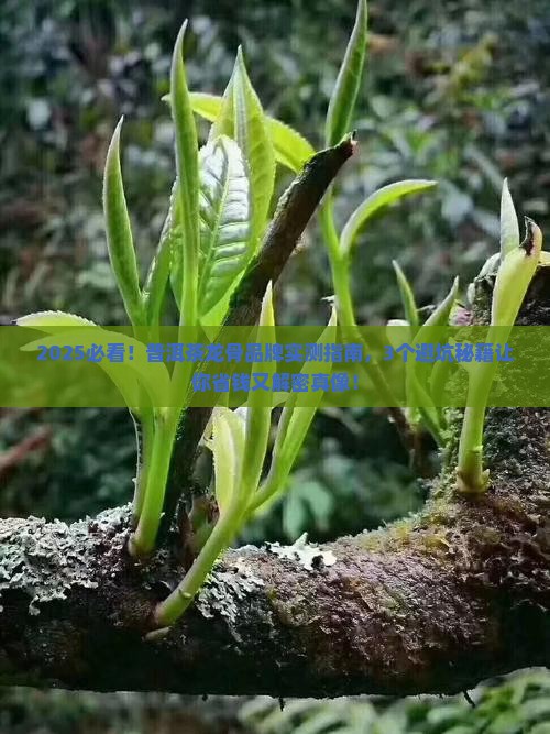 普洱茶龙骨品牌推荐最新