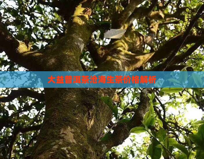 大益普洱茶沧海生茶价值