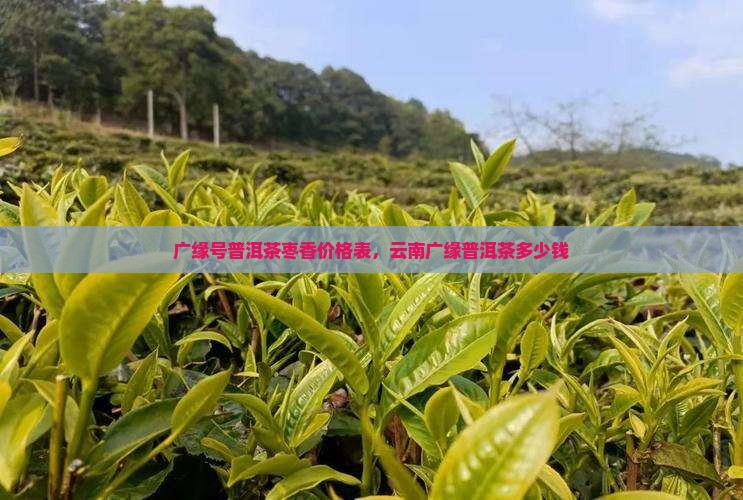 广缘号普洱茶枣香