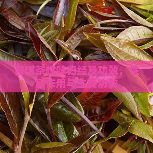 普洱茶性味归经及功效