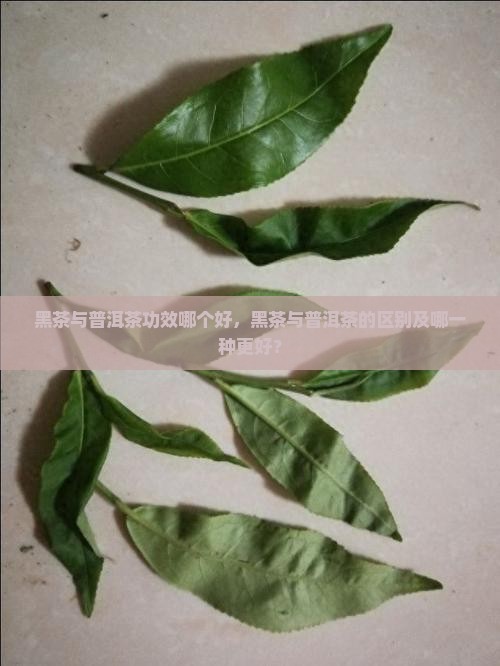 黑茶与普洱茶功效哪个好