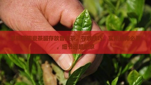 怎样用陶瓷茶罐存放普洱茶