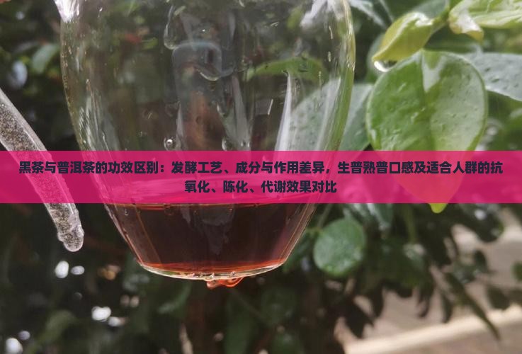 黑茶与普洱茶的功效区别