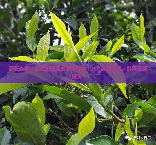 熟普洱茶起白点