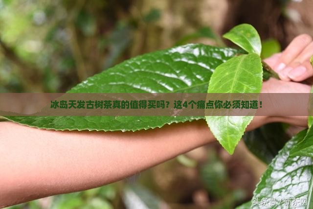 冰岛天发古树茶