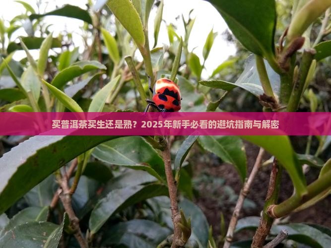 买普洱茶买生还是熟