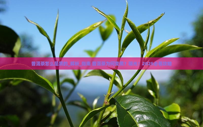 普洱茶怎么是黑的