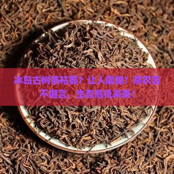 冰岛古树茶枯萎