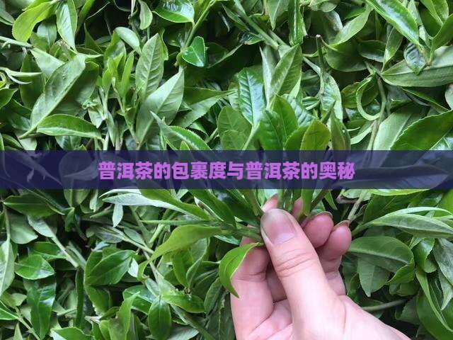 普洱茶的包裹度