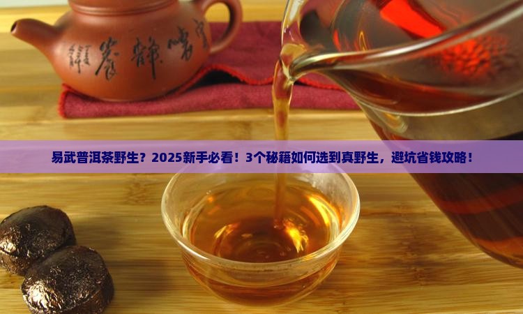 易武普洱茶野生