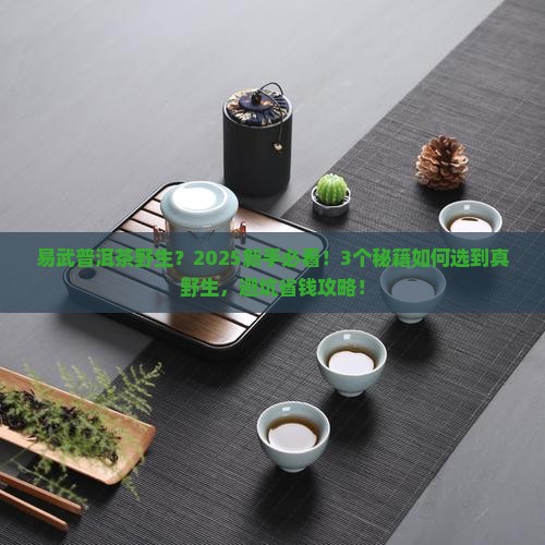 易武普洱茶野生