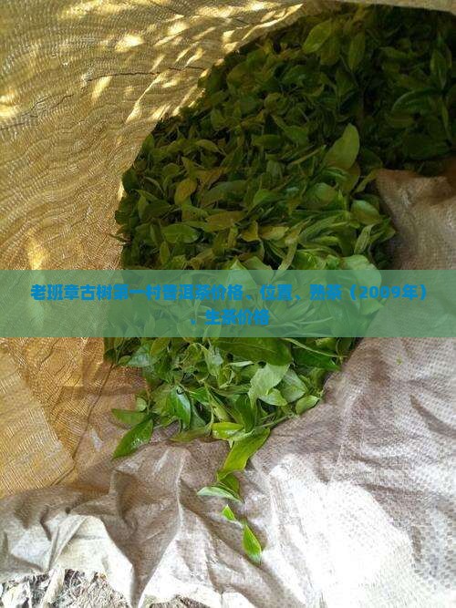 老班章古树第一村普洱茶