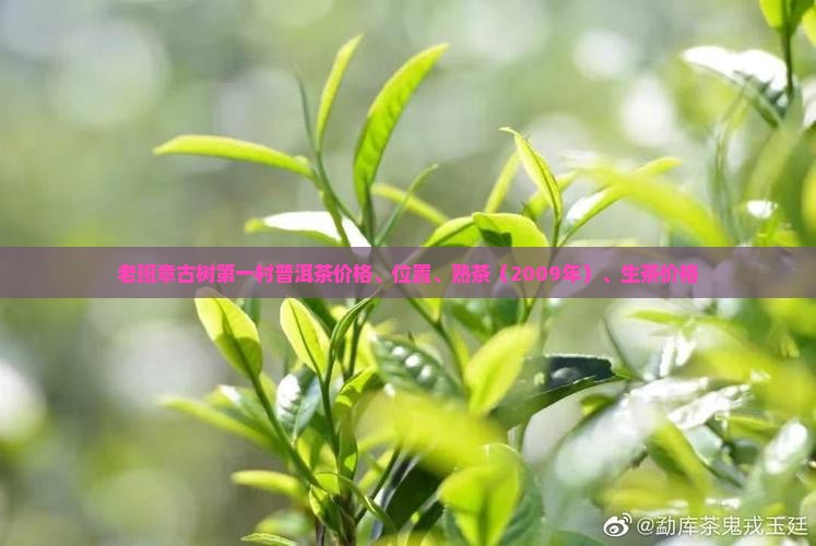 老班章古树第一村普洱茶