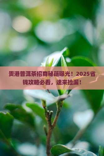 贵港普洱茶招商条件