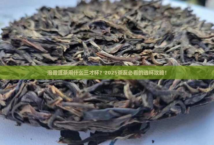 泡普洱茶用什么三才杯