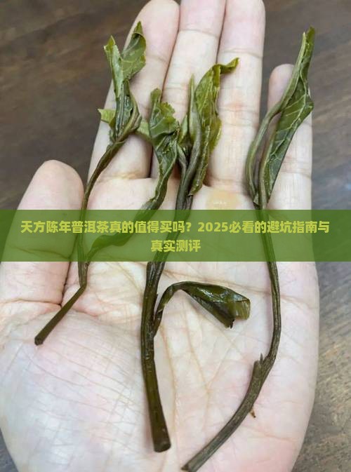 天方陈年普洱茶