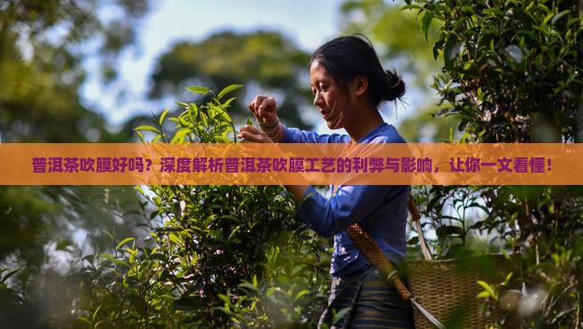 普洱茶吹膜好吗