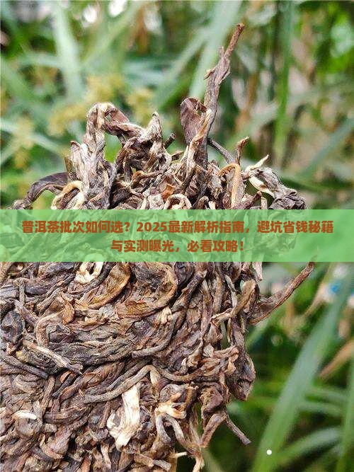 普洱茶的批次如何选