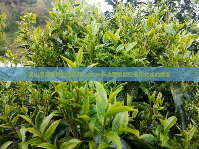 蓝山普洱茶价值