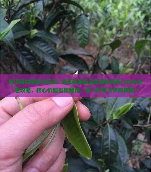 普洱茶的颜色与品质
