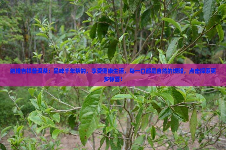 维维吉祥普洱茶