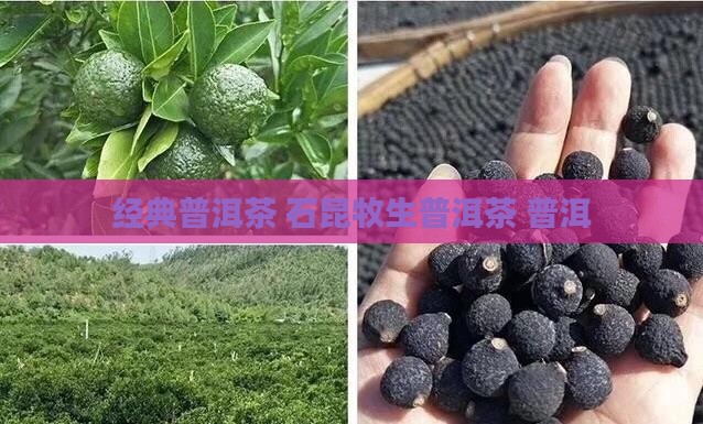 石昆牧生普洱茶