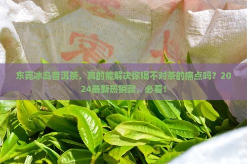 东莞冰岛普洱茶